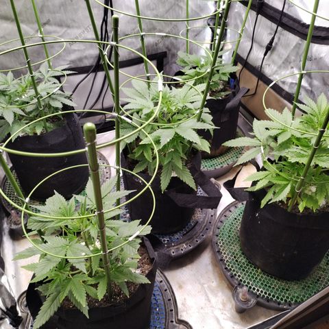 Amnesia Zkittlez  #3 growlog timeline photo