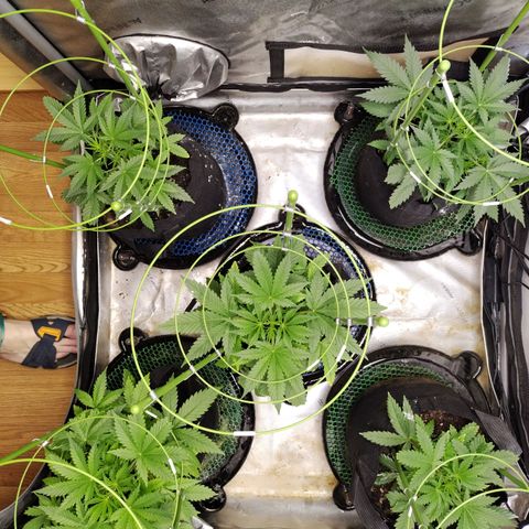Amnesia Zkittlez  #3 growlog timeline photo