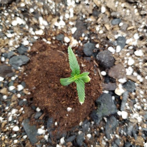 Banana Purple Punch  #4 growlog timeline photo