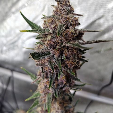 Banana Purple Punch #2 growlog timeline photo