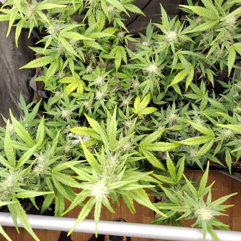 Forbidden Runtz  #1 growlog timeline photo