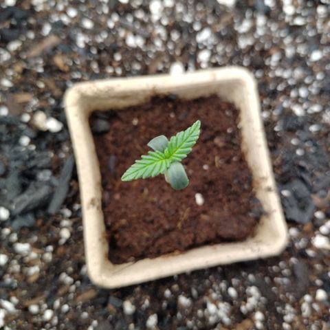 Mix Pack  #3 growlog timeline photo