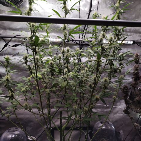 Forbidden Runtz  #1 growlog timeline photo