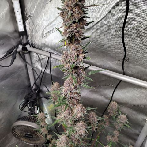 Banana Purple Punch #2 growlog timeline photo
