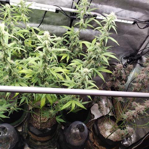 Mix Pack  #3 growlog timeline photo