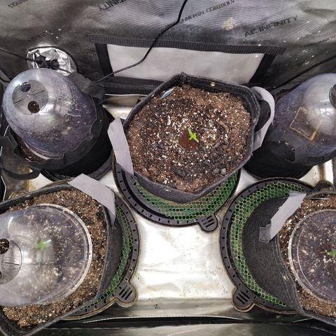 Banana Purple Punch  #4 growlog timeline photo