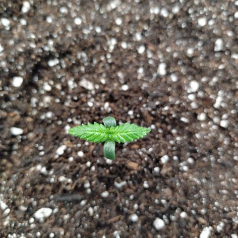 Mix Pack  #3 growlog timeline photo