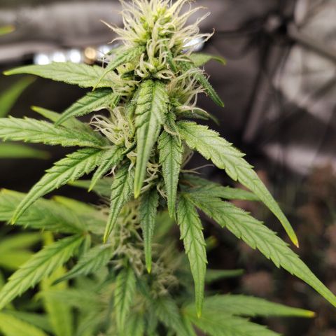 Forbidden Runtz  #1 growlog timeline photo