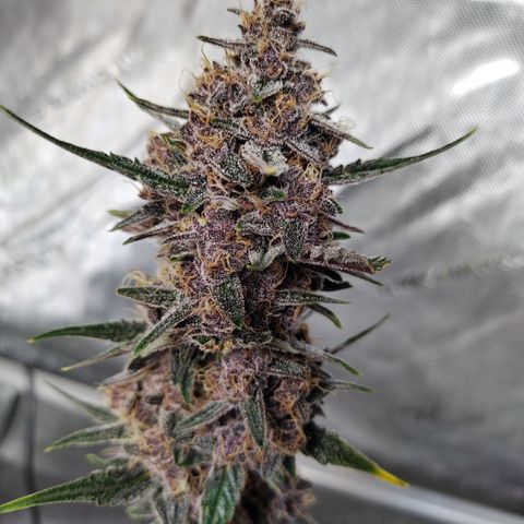 Banana Purple Punch #2 growlog timeline photo