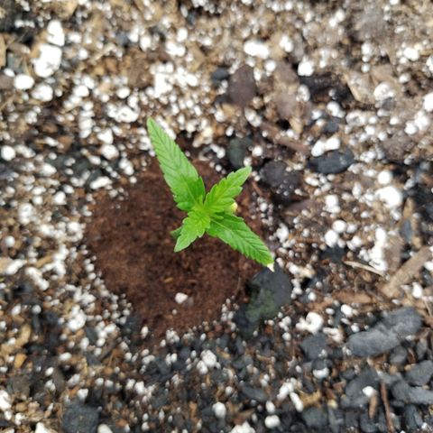 Banana Purple Punch  #4 growlog timeline photo