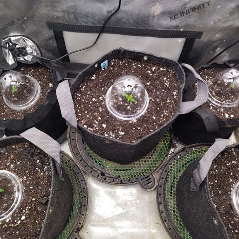 Banana Purple Punch  #4 growlog timeline photo