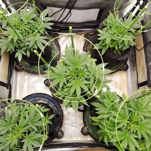 Amnesia Zkittlez  #3 growlog timeline photo