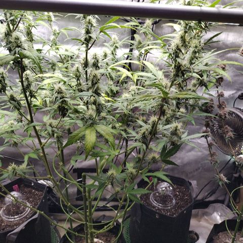 Mix Pack  #3 growlog timeline photo