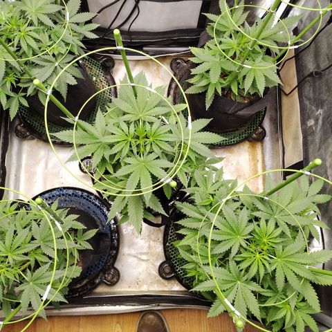 Amnesia Zkittlez  #3 growlog timeline photo