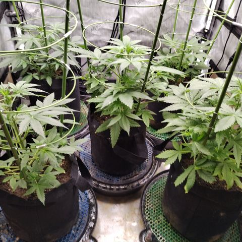 Amnesia Zkittlez  #3 growlog timeline photo
