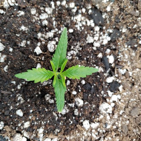 Banana Purple Punch  #4 growlog timeline photo