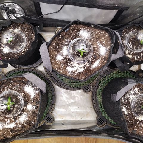 Banana Purple Punch  #4 growlog timeline photo