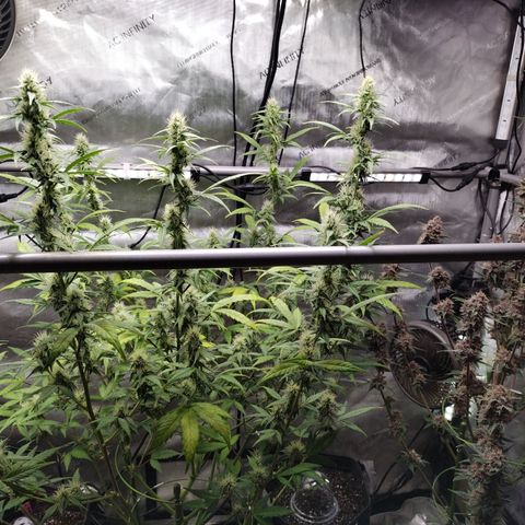Mix Pack  #3 growlog timeline photo