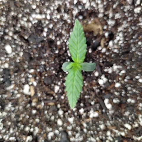 Mix Pack  #3 growlog timeline photo