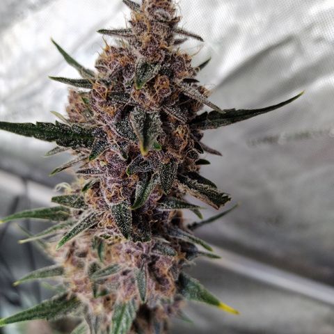 Banana Purple Punch #2 growlog timeline photo