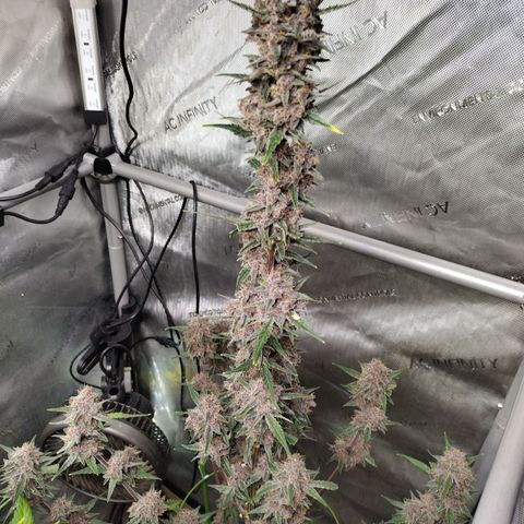 Banana Purple Punch #2 growlog timeline photo