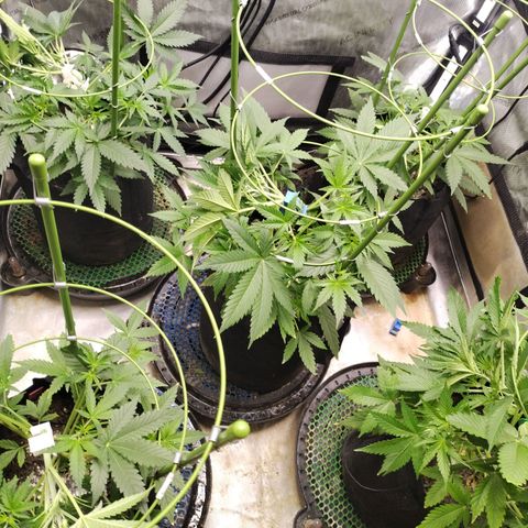 Amnesia Zkittlez  #3 growlog timeline photo