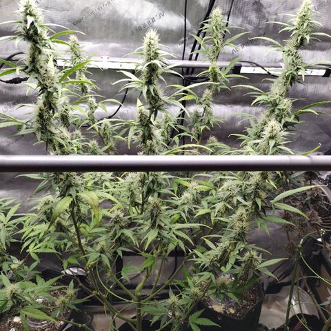 Forbidden Runtz  #1 growlog photo: After Defoliation 