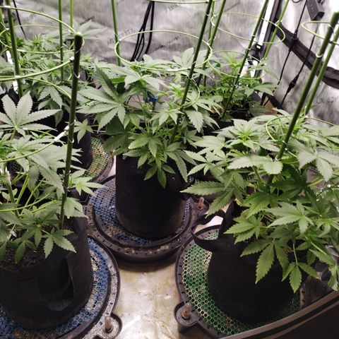 Amnesia Zkittlez  #3 growlog timeline photo