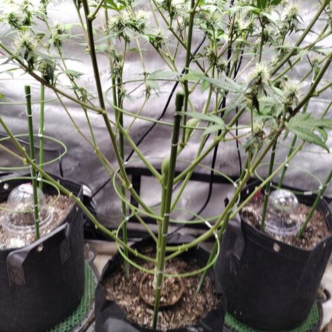 Mix Pack  #3 growlog photo: Installed Cages 
