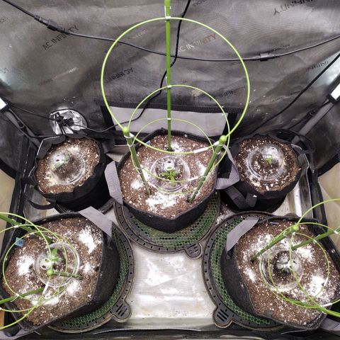 Banana Purple Punch  #4 growlog photo: Installed Cages 