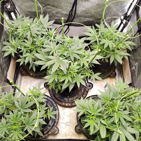 Amnesia Zkittlez  #3 growlog timeline photo