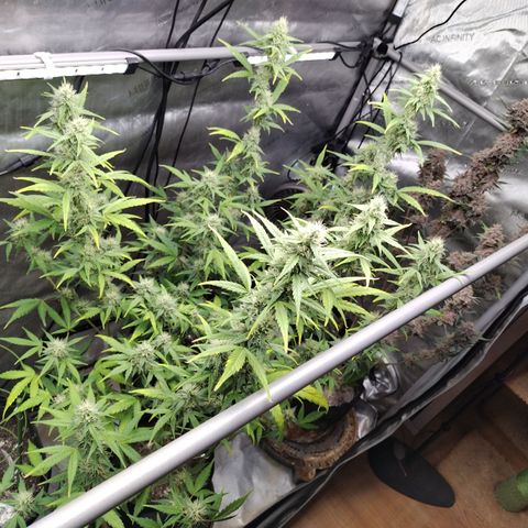 Mix Pack  #3 growlog timeline photo