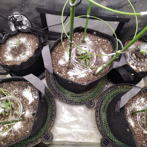 Banana Purple Punch  #4 growlog timeline photo