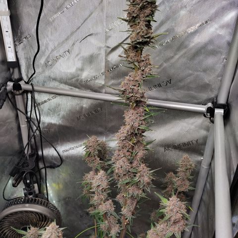 Banana Purple Punch #2 growlog photo: Harvest 