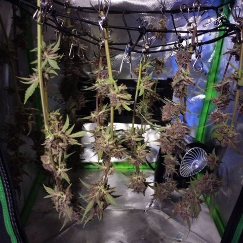 Banana Purple Punch #2 growlog photo: Drying started at 1800