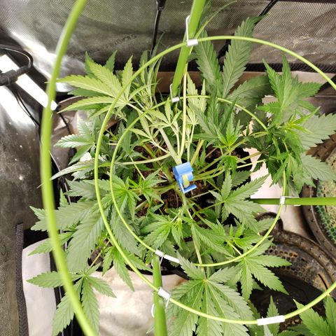 Amnesia Zkittlez  #3 growlog timeline photo