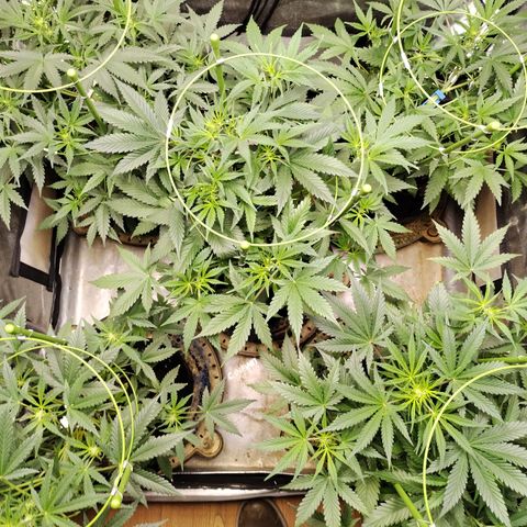 Amnesia Zkittlez  #3 growlog timeline photo