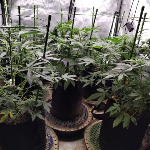 Amnesia Zkittlez  #3 growlog timeline photo