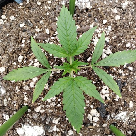 Banana Purple Punch  #4 growlog timeline photo