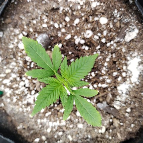 Banana Purple Punch  #4 growlog timeline photo