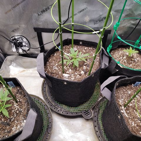 Banana Purple Punch  #4 growlog timeline photo