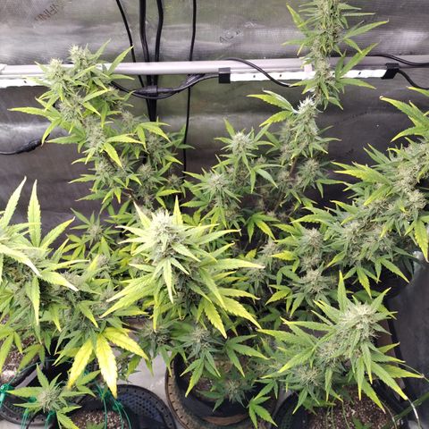 Forbidden Runtz  #1 growlog timeline photo