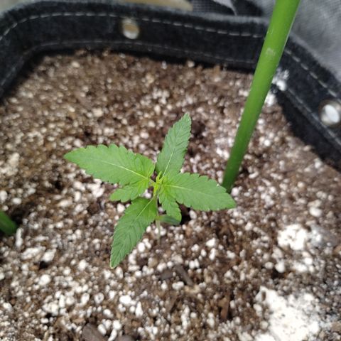 Mix Pack  #3 growlog timeline photo