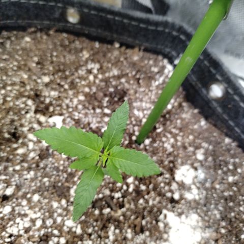 Mix Pack  #3 growlog timeline photo