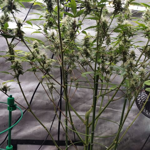 Forbidden Runtz  #1 growlog timeline photo