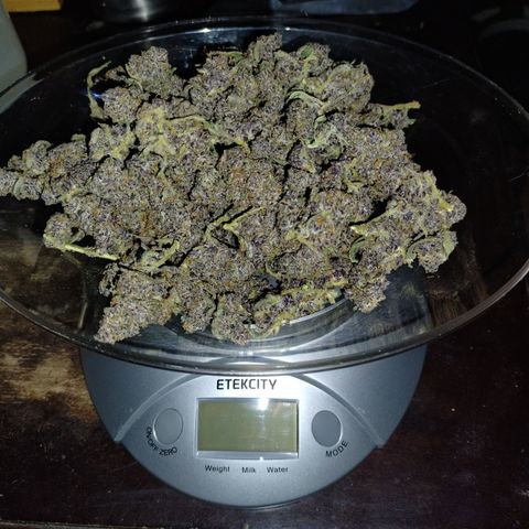 Banana Purple Punch #2 growlog photo: 40 grams harvest 