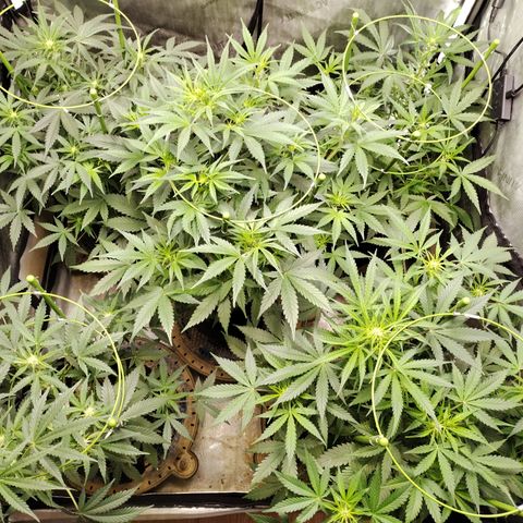 Amnesia Zkittlez  #3 growlog timeline photo