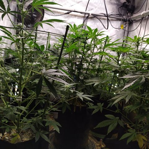 Amnesia Zkittlez  #3 growlog timeline photo