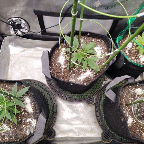 Banana Purple Punch  #4 growlog timeline photo