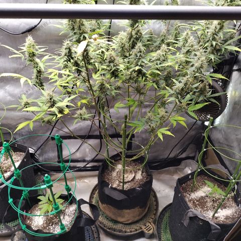 Mix Pack  #3 growlog timeline photo